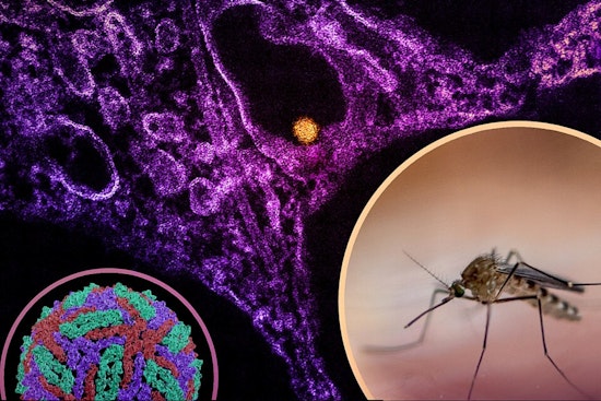 West Nile Virus Alert: Second Infected Crow Found in Walnut Creek Amid Rising Temperatures