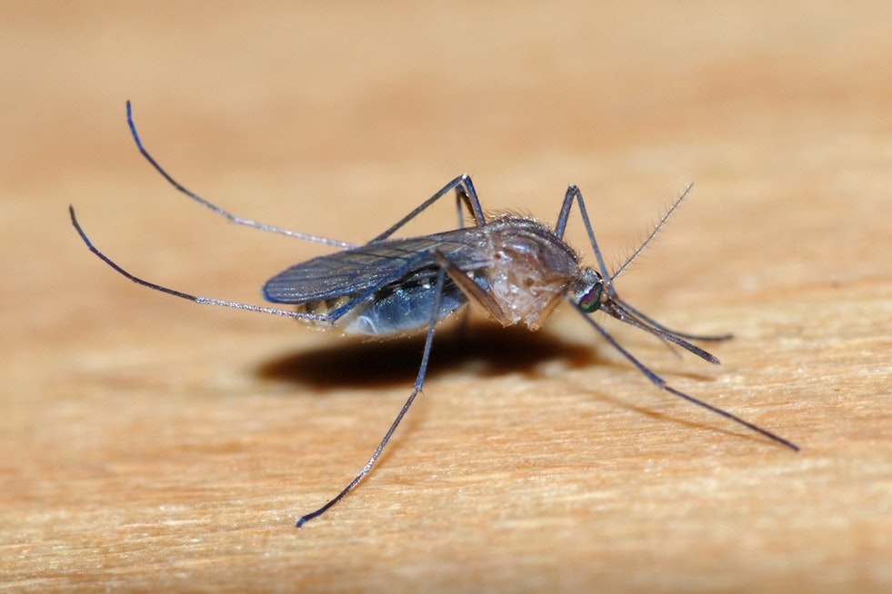 West Nile Virus Detected in Livingston County Resident as Michigan Remains on Alert During Peak Mosquito Season