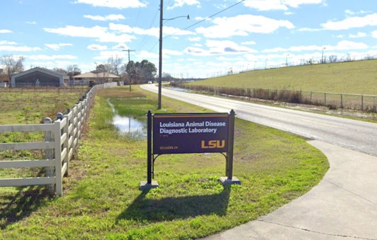 West Nile Virus Detected in Mosquitoes Across Multiple Louisiana Parishes; Enhanced Abatement Efforts Underway
