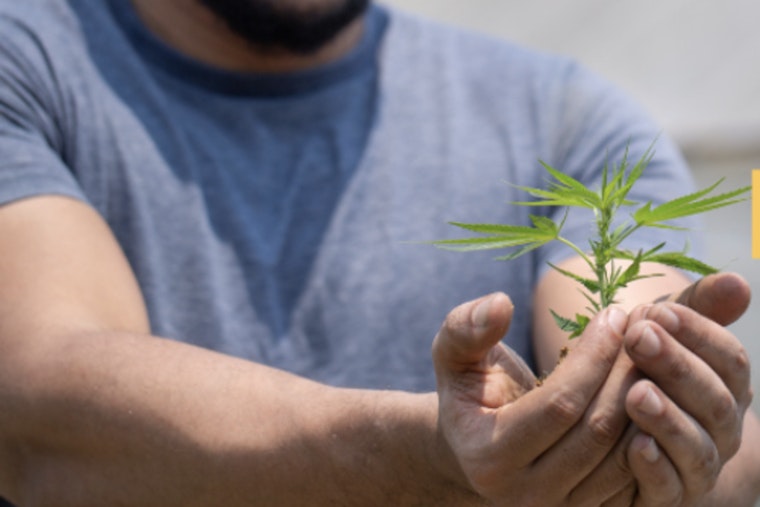 West Sacramento Cannabis Venture Collapse Highlights Industry Growing Pains