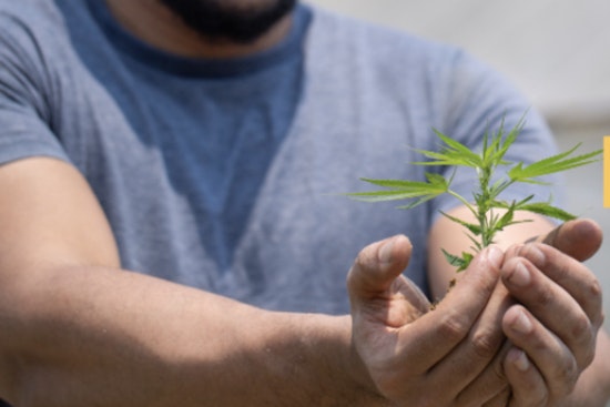 West Sacramento Cannabis Venture Collapse Highlights Industry Growing Pains