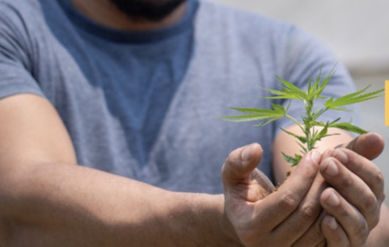 West Sacramento Cannabis Venture Collapse Highlights Industry Growing Pains