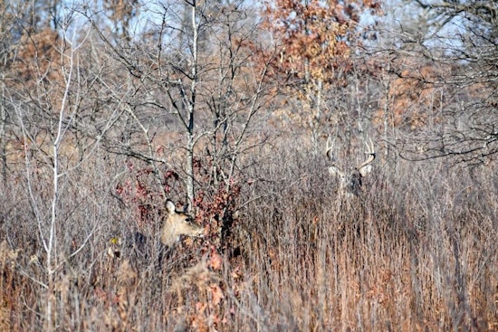 Wisconsin DNR Announces Special Deer Hunt at Sandhill State Wildlife Area; Applications Now Open