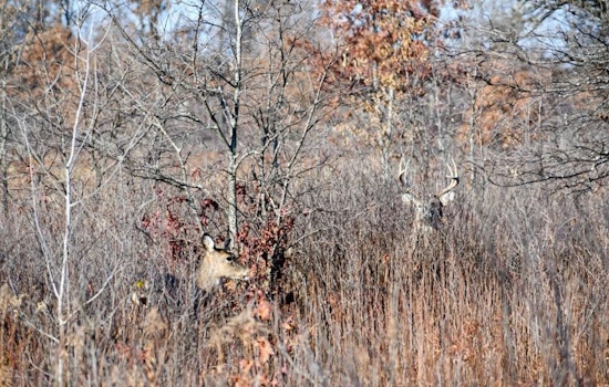 Wisconsin DNR Announces Special Deer Hunt at Sandhill State Wildlife Area; Applications Now Open