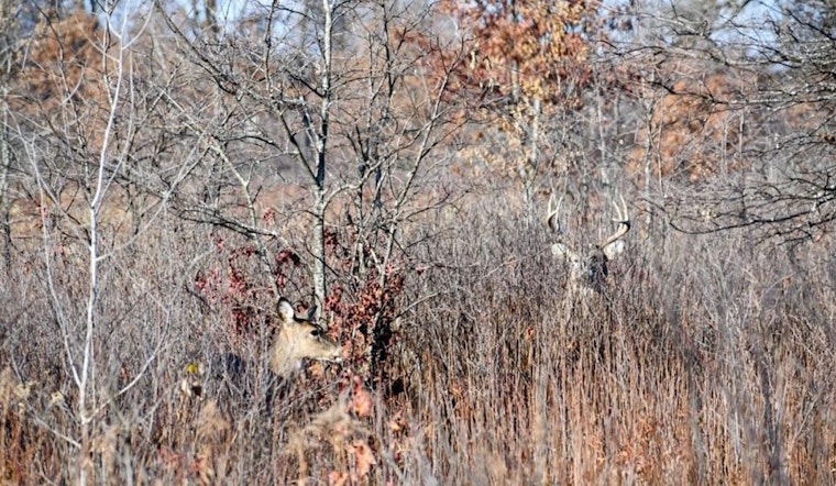 Wisconsin DNR Announces Special Deer Hunt at Sandhill State Wildlife Area; Applications Now Open