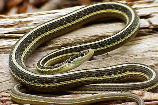 Wisconsin DNR Issues Permit for Electrical Work in Door County with Protective Measures for Endangered Eastern Ribbonsnake