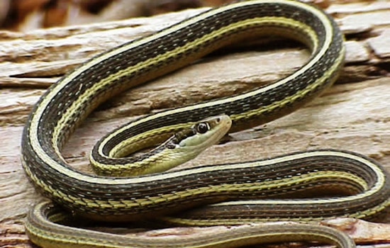 Wisconsin DNR Issues Permit for Electrical Work in Door County with Protective Measures for Endangered Eastern Ribbonsnake