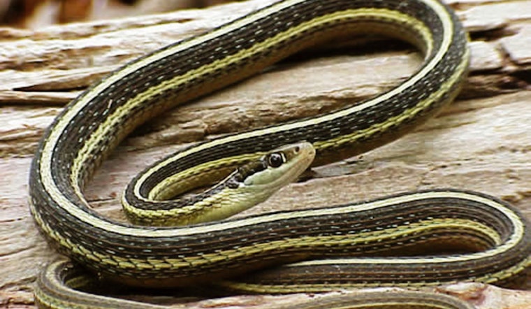 Wisconsin DNR Issues Permit for Electrical Work in Door County with Protective Measures for Endangered Eastern Ribbonsnake