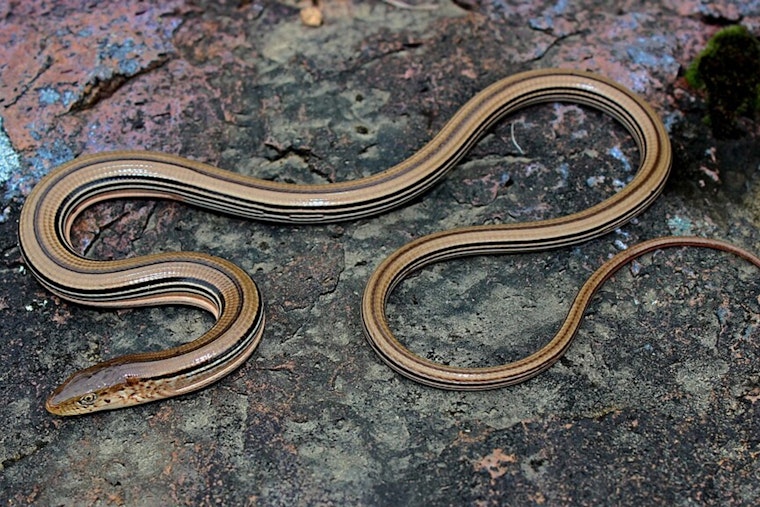 Wisconsin DNR Proposes 'Incidental Take' of Endangered Slender Glass Lizard in Columbia County Road Project