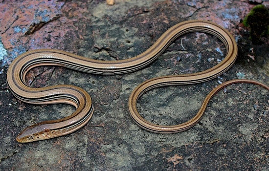 Wisconsin DNR Proposes 'Incidental Take' of Endangered Slender Glass Lizard in Columbia County Road Project