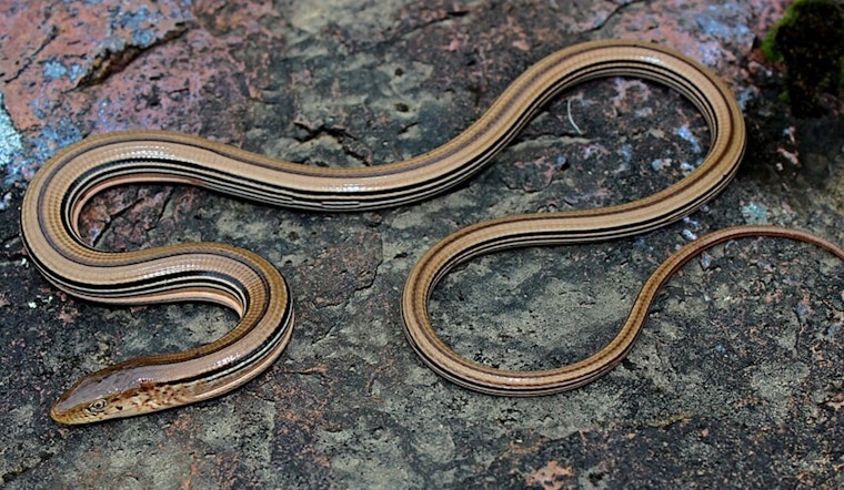 Wisconsin DNR Proposes 'Incidental Take' of Endangered Slender Glass Lizard in Columbia County Road Project