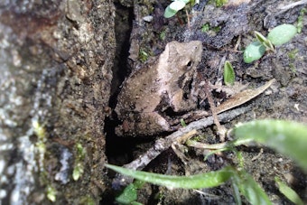 Wisconsin DNR Proposes Permit to Balance Infrastructure Project with Protection of Endangered Frogs
