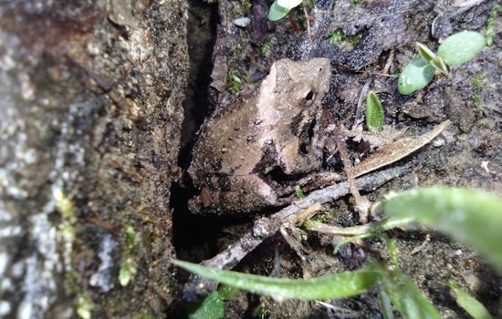 Wisconsin DNR Proposes Permit to Balance Infrastructure Project with Protection of Endangered Frogs