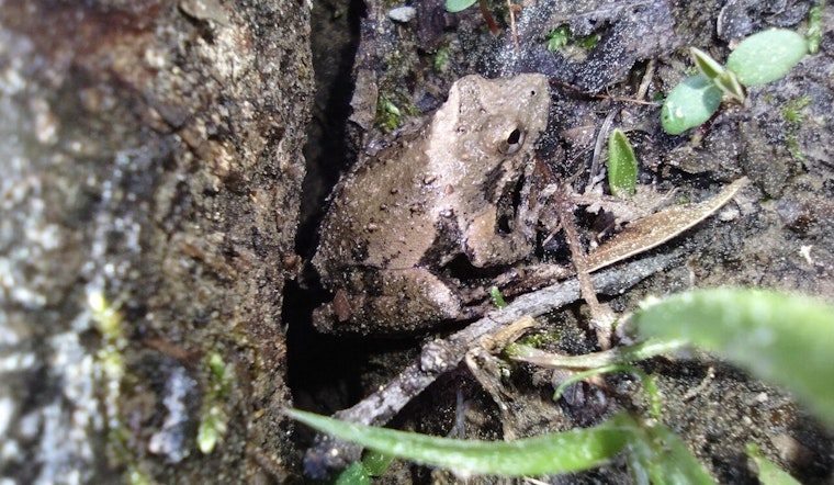 Wisconsin DNR Proposes Permit to Balance Infrastructure Project with Protection of Endangered Frogs