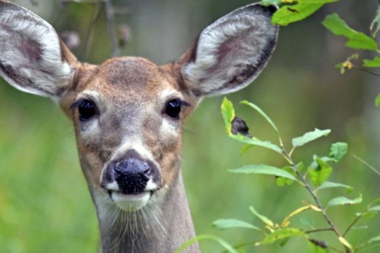 Wisconsin DNR Seeks Citizen Scientists for Deer and Game Bird Population Studies