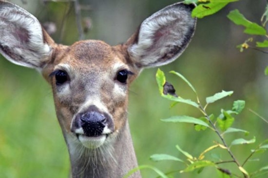 Wisconsin DNR Seeks Citizen Scientists for Deer and Game Bird Population Studies