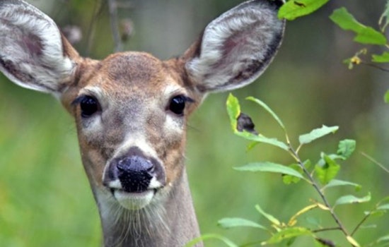Wisconsin DNR Seeks Citizen Scientists for Deer and Game Bird Population Studies