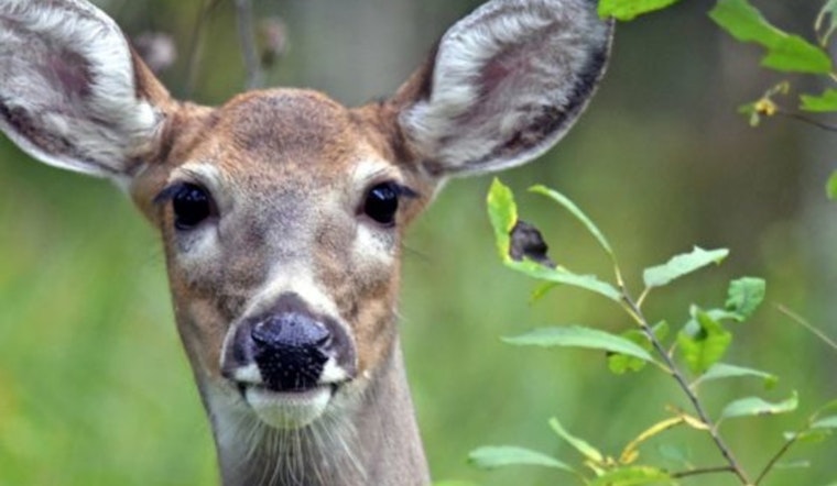 Wisconsin DNR Seeks Citizen Scientists for Deer and Game Bird Population Studies