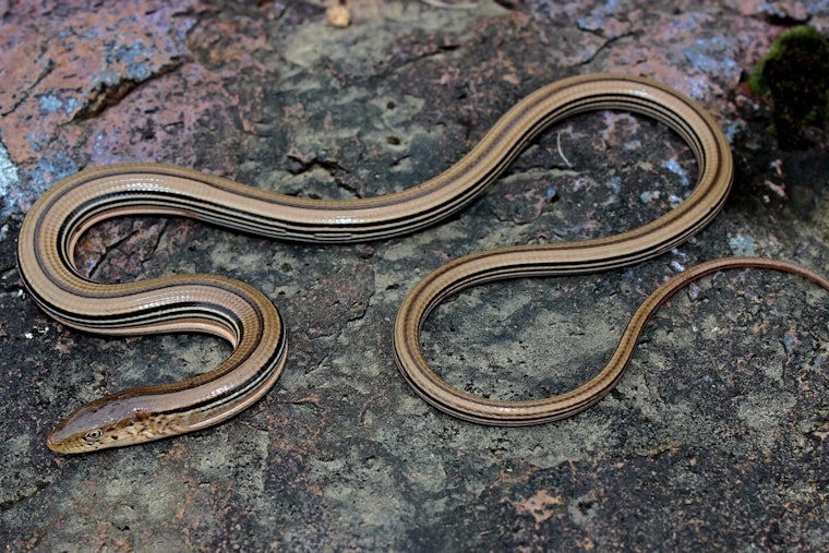 Wisconsin DNR to Issue Permit for Ho-Chunk Nation Development, Balancing Endangered Lizard's Habitat with Progress in Sauk County