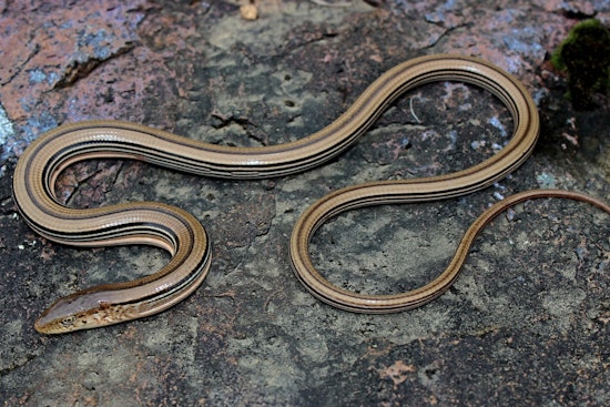 Wisconsin DNR to Issue Permit for Ho-Chunk Nation Development, Balancing Endangered Lizard's Habitat with Progress in Sauk County