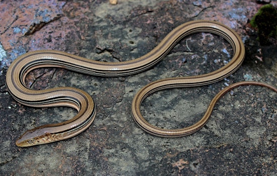 Wisconsin DNR to Issue Permit for Ho-Chunk Nation Development, Balancing Endangered Lizard's Habitat with Progress in Sauk County
