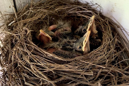 Wisconsin DNR Urges Residents to Keep Distance from Young Wildlife During Growth Cycles