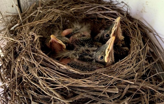 Wisconsin DNR Urges Residents to Keep Distance from Young Wildlife During Growth Cycles