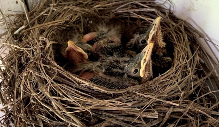 Wisconsin DNR Urges Residents to Keep Distance from Young Wildlife During Growth Cycles