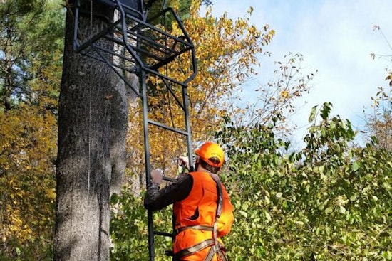 Wisconsin DNR Warns Deer Hunters, Avoid Ash Trees for Stands Due to Emerald Ash Borer Risk