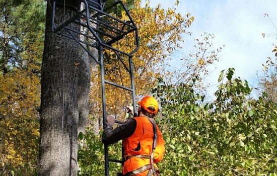 Wisconsin DNR Warns Deer Hunters, Avoid Ash Trees for Stands Due to Emerald Ash Borer Risk