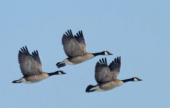 Wisconsin Hunters Gear Up for Early Goose Season with Increased Daily Bag Limits