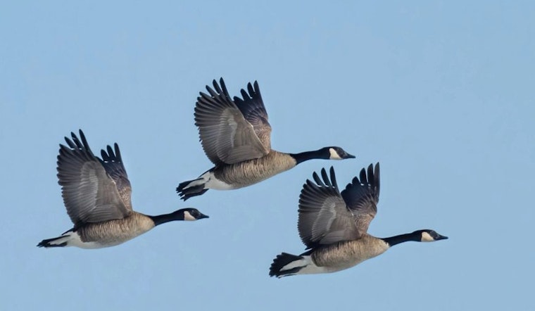 Wisconsin Hunters Gear Up for Early Goose Season with Increased Daily Bag Limits