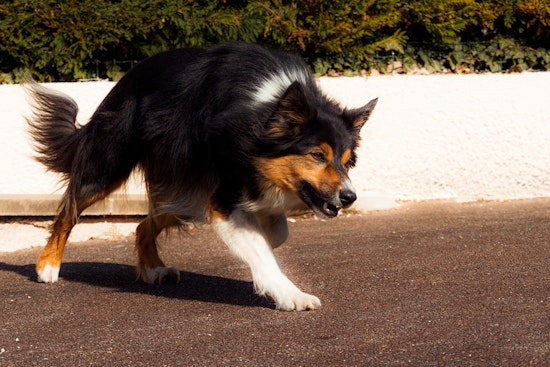 Woman Fatally Mauled in Dog Attack at Perris Hill Park, San Bernardino, Police Investigate