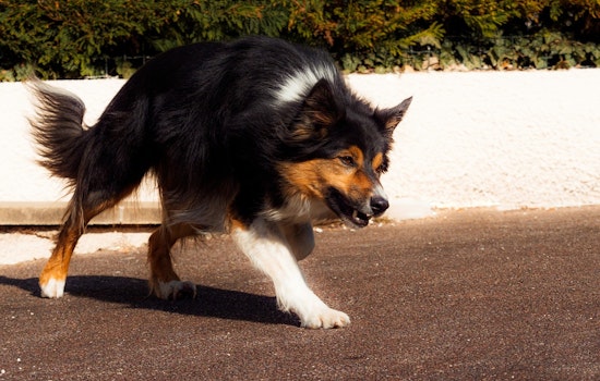Woman Fatally Mauled in Dog Attack at Perris Hill Park, San Bernardino, Police Investigate