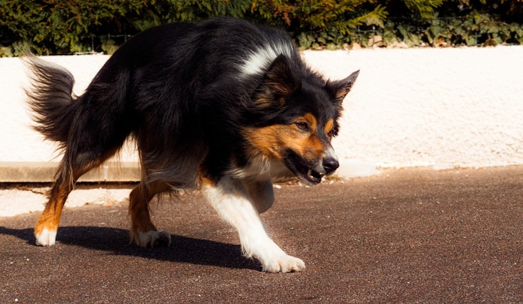 Woman Fatally Mauled in Dog Attack at Perris Hill Park, San Bernardino, Police Investigate