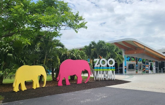 Zoo Miami Celebrates Birth of Endangered Banteng Calf as Visitors Witness Rare Public Display