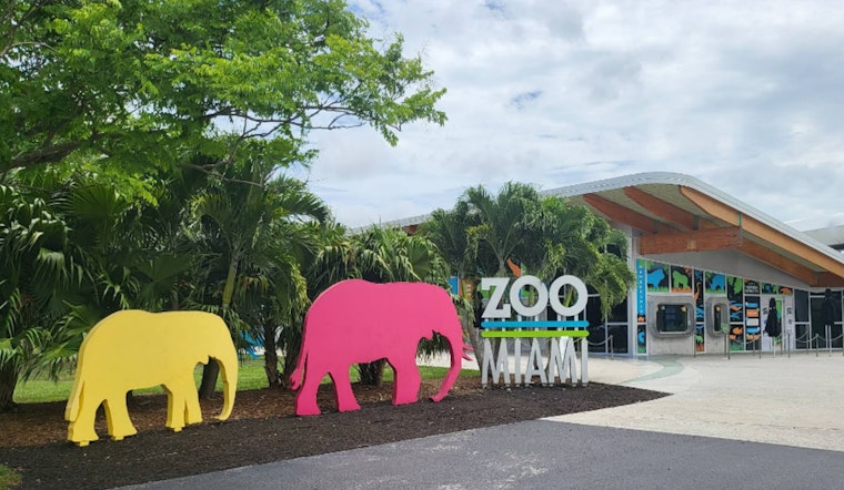 Zoo Miami Celebrates Birth of Endangered Banteng Calf as Visitors Witness Rare Public Display