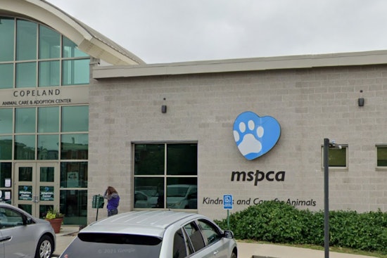115 Animals Seized Amid Cruelty Probe in Plympton, Owner Disputes Claims