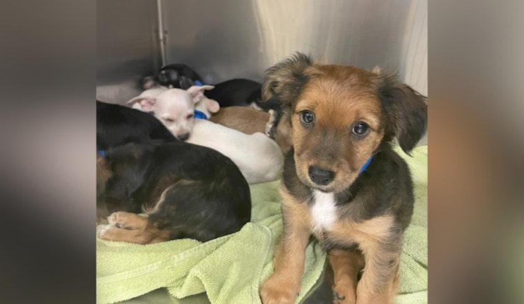 18 Dogs Rescued From Overwhelmed Coachella Property, Riverside County Waives Adoption Fees Amid Shelter Crisis