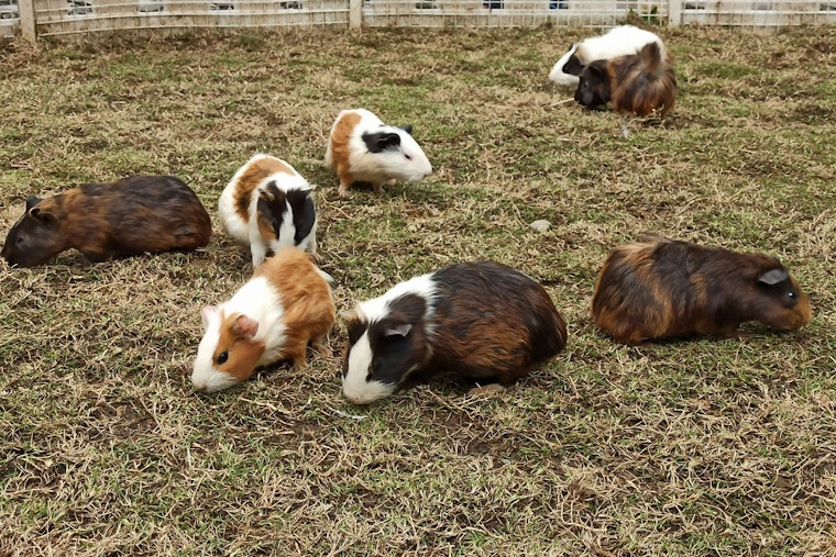 24 Stolen Guinea Pigs Recovered in Phoenix Following Theft from Tucson-Area Sanctuary