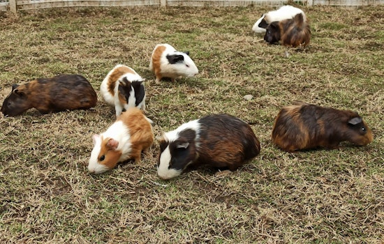 24 Stolen Guinea Pigs Recovered in Phoenix Following Theft from Tucson-Area Sanctuary