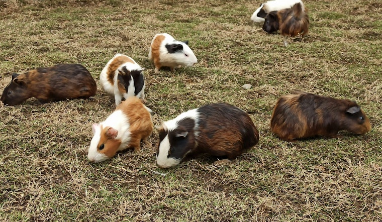 24 Stolen Guinea Pigs Recovered in Phoenix Following Theft from Tucson-Area Sanctuary