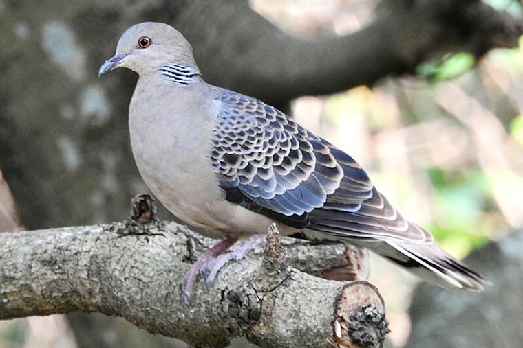 32 Cited for Hunting Violations During Louisiana Dove Season Opener as Firearms and Doves Seized