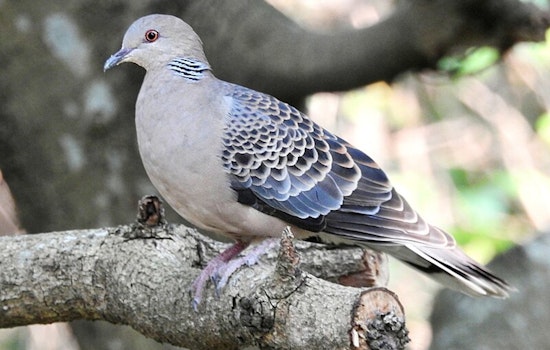 32 Cited for Hunting Violations During Louisiana Dove Season Opener as Firearms and Doves Seized