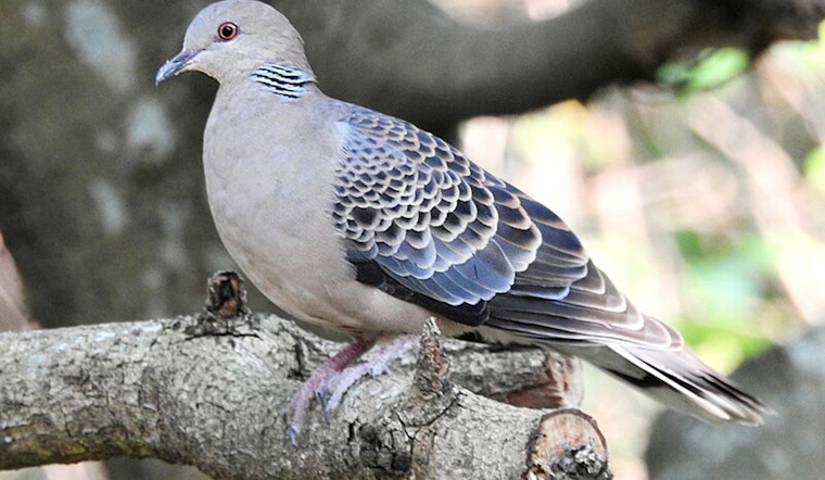 32 Cited for Hunting Violations During Louisiana Dove Season Opener as Firearms and Doves Seized