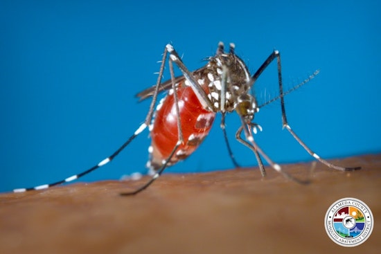 Alert in Livermore: Invasive 'Day-Biter' Mosquitoes Threaten Public Health, Urgent Community Action Required
