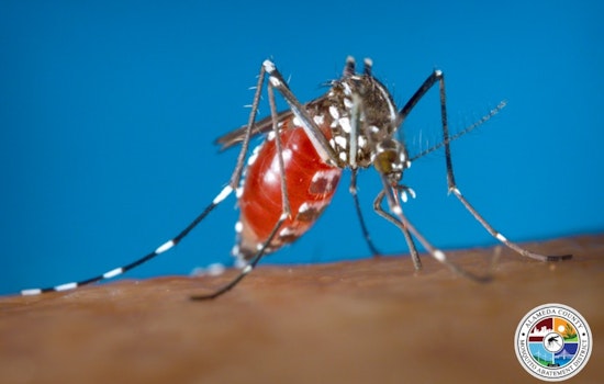 Alert in Livermore: Invasive 'Day-Biter' Mosquitoes Threaten Public Health, Urgent Community Action Required