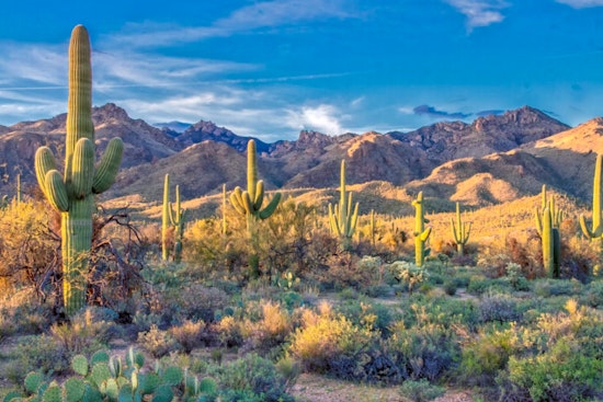Arizona's Desert Wildlife Struggles as Heat Waves Decimate Saguaro Cacti and Rattlesnake Populations