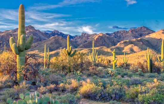 Arizona's Desert Wildlife Struggles as Heat Waves Decimate Saguaro Cacti and Rattlesnake Populations