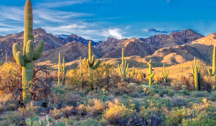 Arizona's Desert Wildlife Struggles as Heat Waves Decimate Saguaro Cacti and Rattlesnake Populations